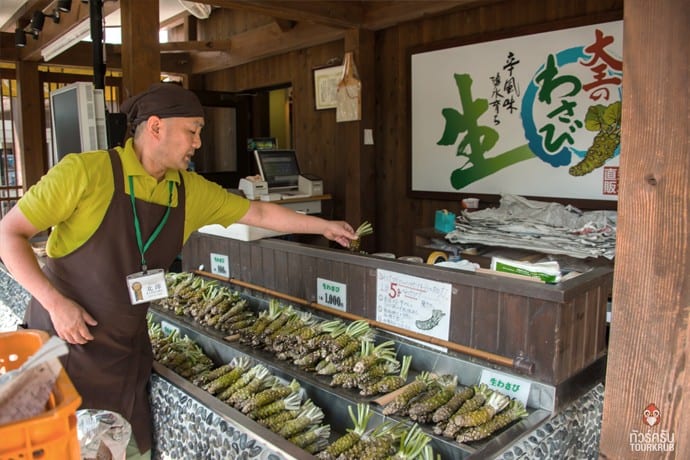 ไร่วาซาบิ-ร้านขายต้นวาซาบิ-ทัวร์ญี่ปุ่น