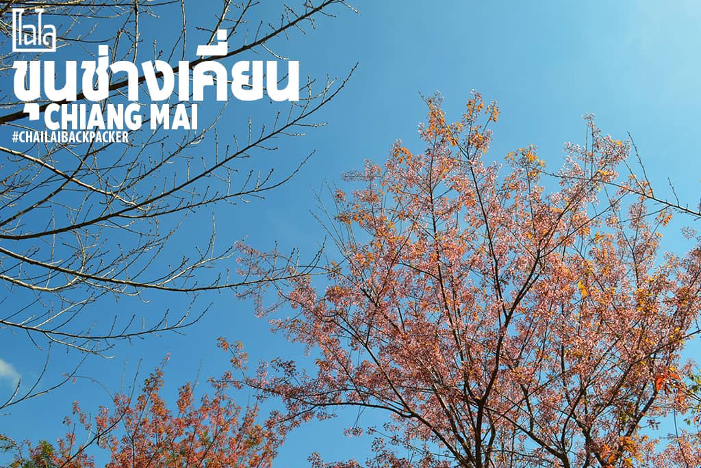 Chiang Mai Pink (23)