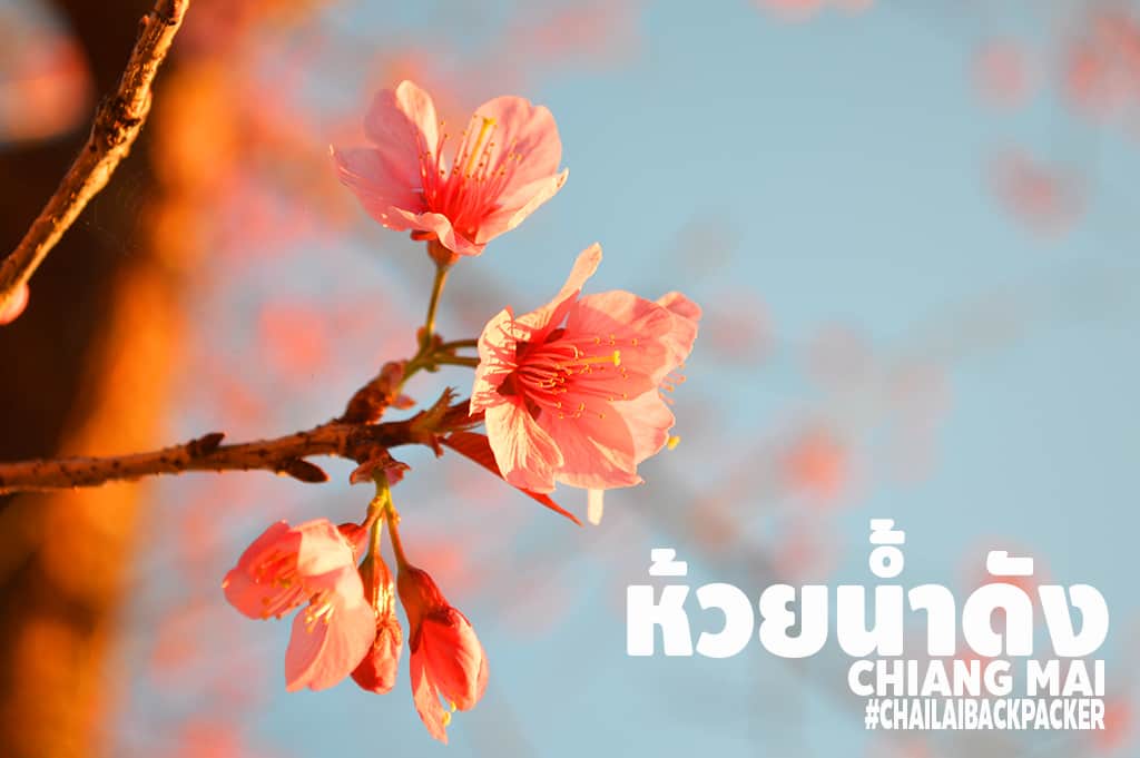 Chiang Mai Pink (32)
