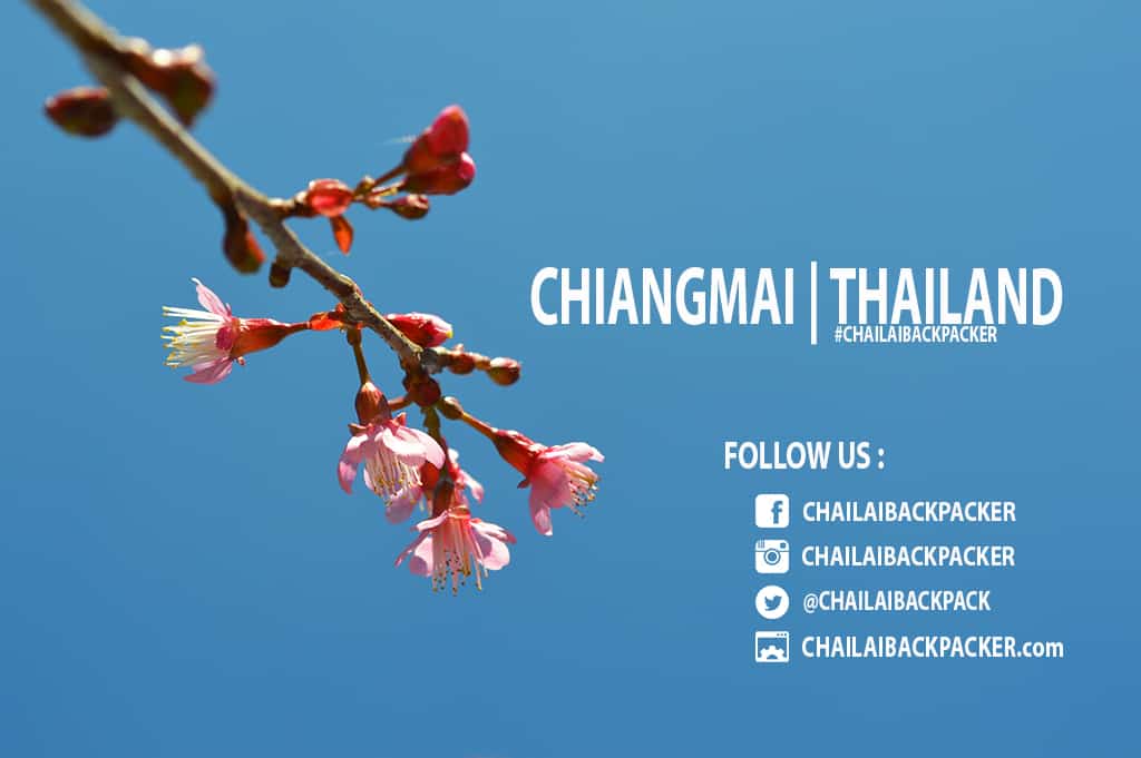 Chiang Mai Pink (33)
