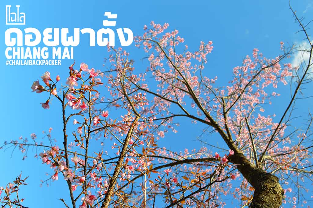 Chiang Mai Pink (7)