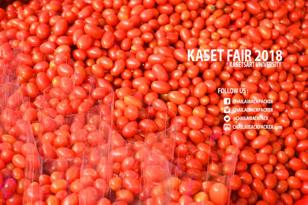 Kaset Fair 2018 (99)